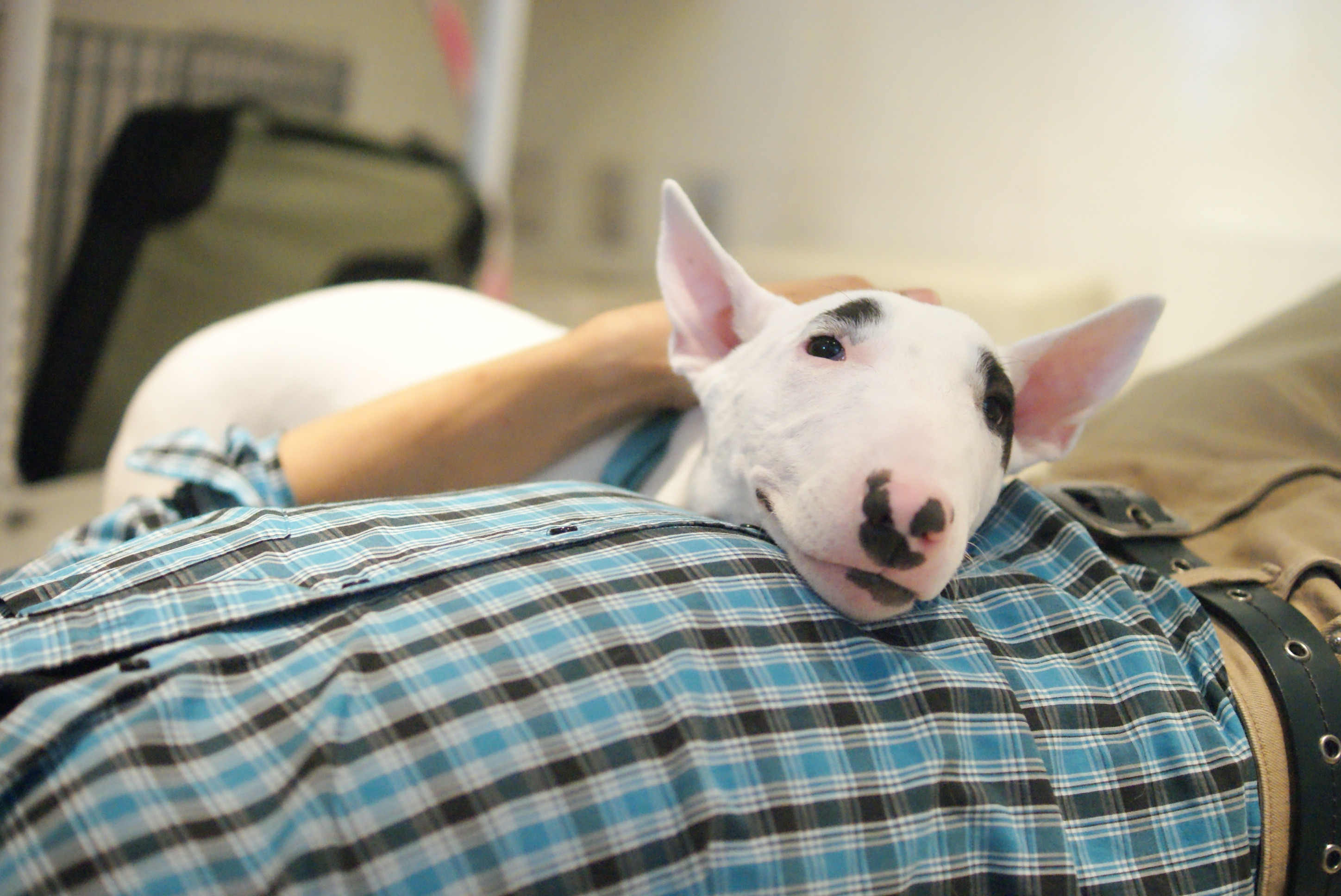 english bull terrier slippers