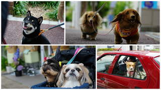 10犬.jpg