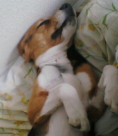 PA0_0001sleep.jpg